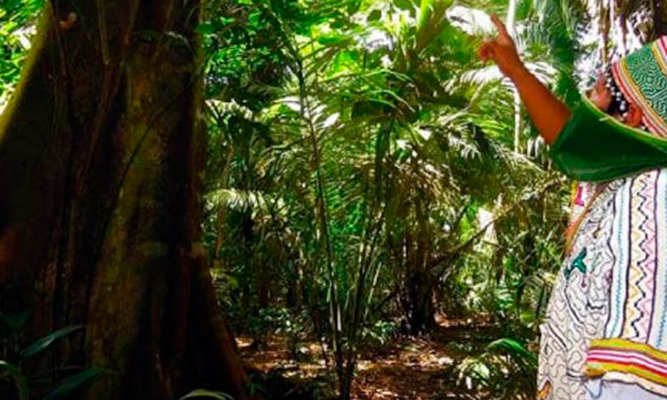 Nueva constitución, los derechos de la madre naturaleza y la Amazonía