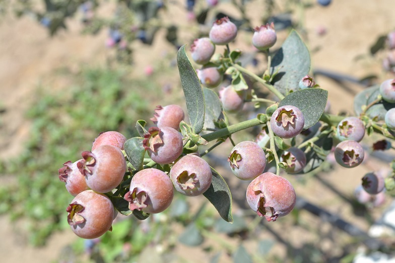 Agroexportaciones peruanas crecieron 17.6% de enero a octubre del 2022 