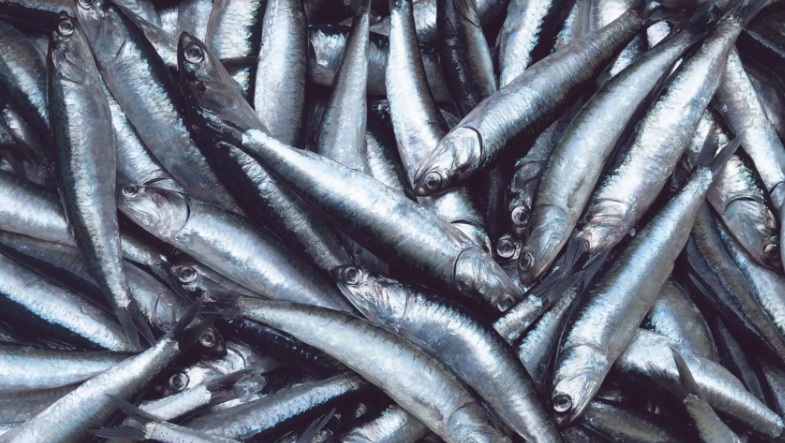 Establecen límite máximo de captura de anchoveta para la Segunda Temporada de Pesca 2025