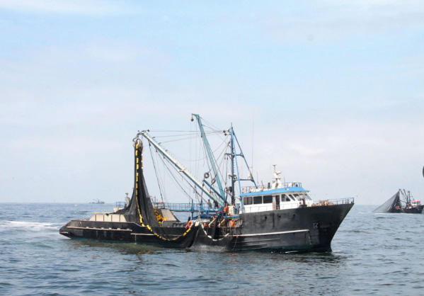 Disposición sobre pesca de anchoveta en zona norte-centro emitió Produce