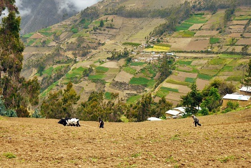 Áncash: agricultores de la subcuenca del Río Loco viven un drama por falta de agua