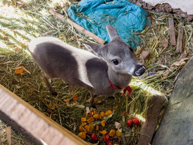 Áncash: Serfor rescata dos crías de venado cola blanca en operativos contra la tenencia ilegal