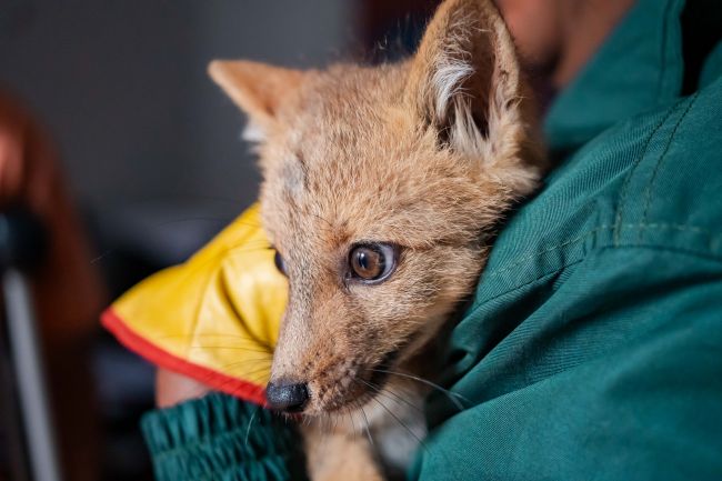 Áncash: Serfor llama a la protección de la fauna silvestre, tras recuperar a cría de zorro andino