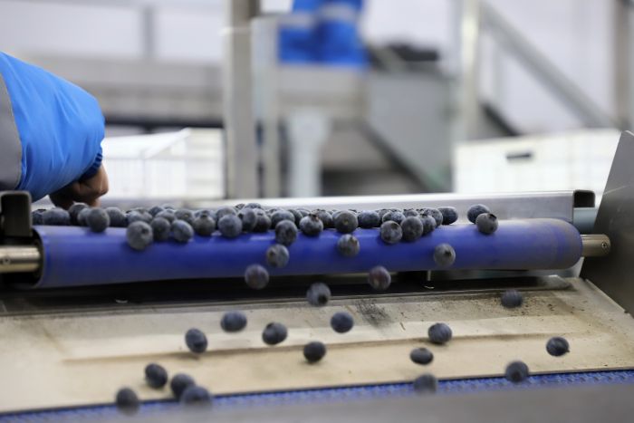 Agroexportaciones peruanas mantienen tendencia positiva