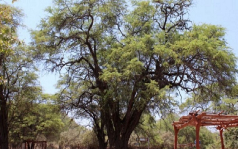 Perú ya cuenta con más de 80 árboles patrimoniales reconocidos 