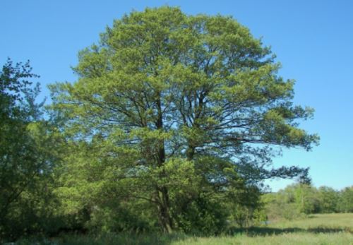 Conoce especies emblemáticas de árboles que debemos conservar en Perú