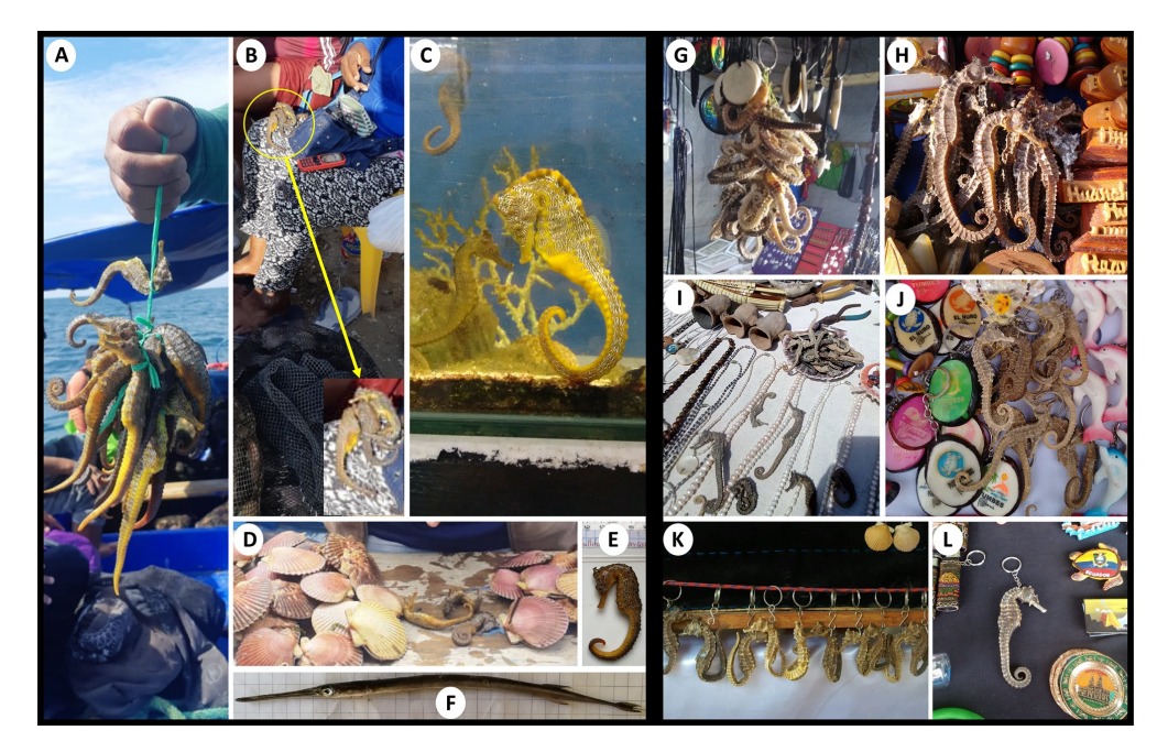 Investigadores del laboratorio de genética de la UNS publican estudio para la conservación del caballito de mar 