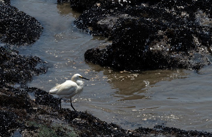 Derrame de petróleo en Ventanilla: Impacto en pescadores artesanales y bañistas