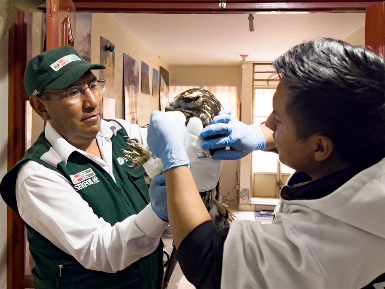 Áncash: Serfor rescata en Huaylas a un aguilucho herido 
