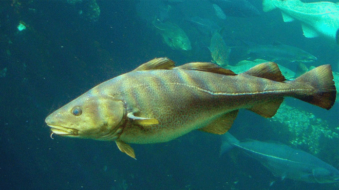 Se incrementan despachos de bacalao peruano
