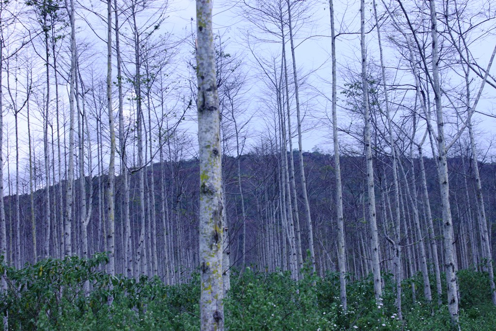 Adex propone luchar contra la deforestación e impulsar concesiones