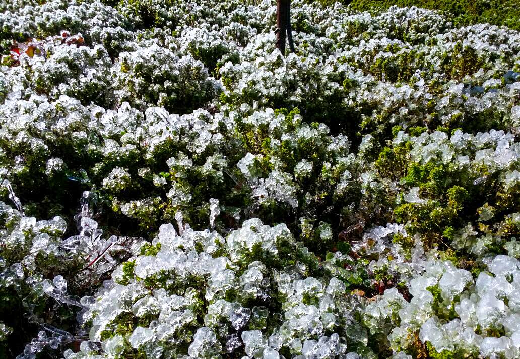 Senasa brinda orientación a productores frente a heladas en Callejón de Conchucos