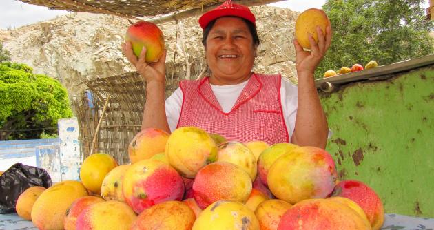  Inicio de campaña de exportación de mango genera expectativa en productores de ancashinos