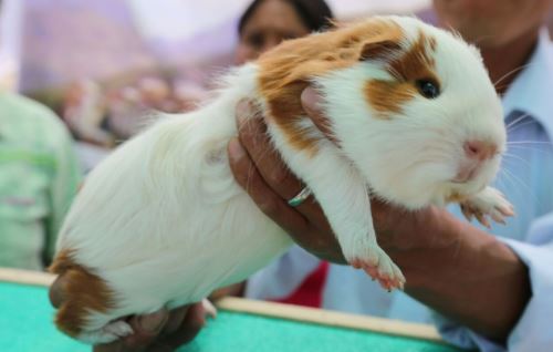 Carne de cuy, el alimento que previene el cáncer por su formidable aporte nutricional