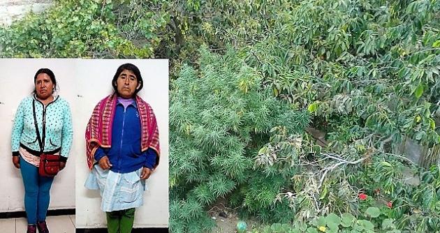 Áncash: Intervienen a dos mujeres por sembrar marihuana en su vivienda del distrito de Caraz