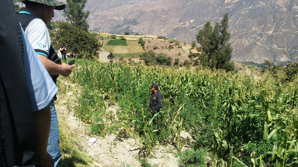 Policia y fiscalía de Llamellín incineran cuatro mil plantones de marihuana