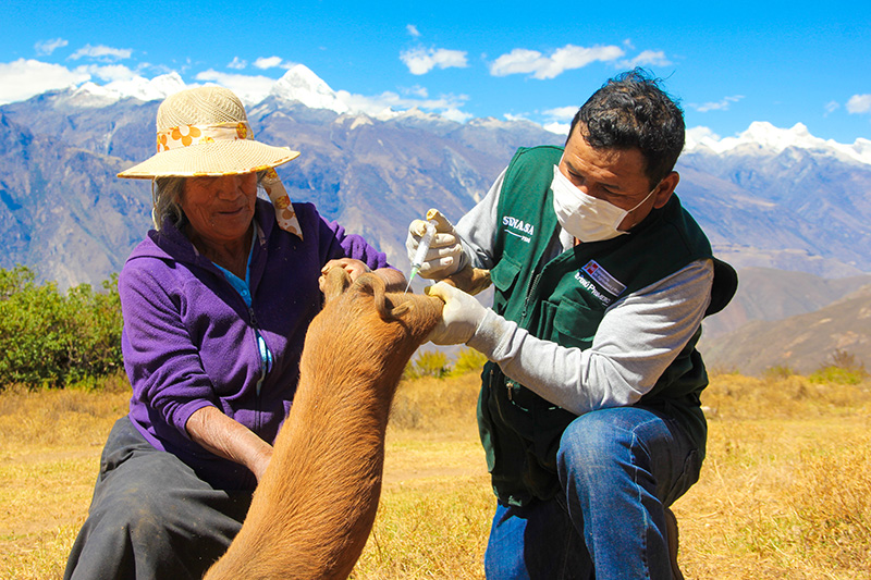 Ancash: más de 17 mil cerdos fueron vacunados contra la Peste Porcina