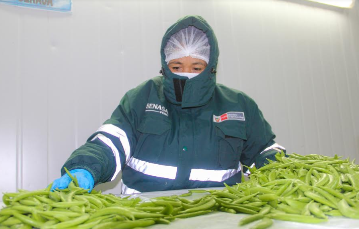 Senasa certificó en Áncash 761 toneladas de Holantao destinados a mercados internacionales