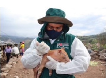 Durante el 2021 Ancash no reportó brotes de peste porcina clásica