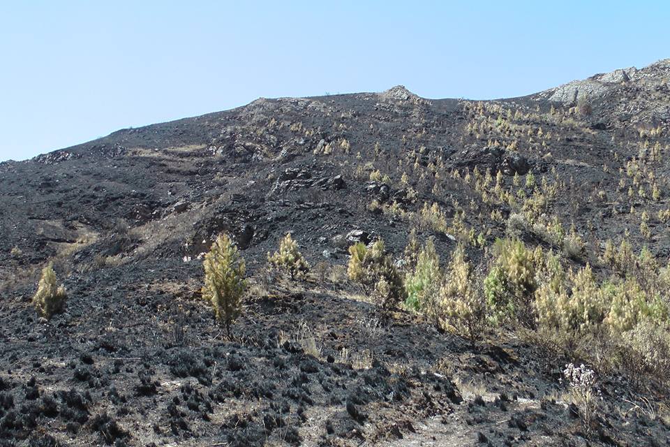 Inspeccionan área natural devastada por incendio en Chavín de Huántar