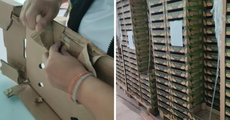 Sustancias ilícitas halladas en cajas de palta en Casma están valorizadas en 3 millones de dólares