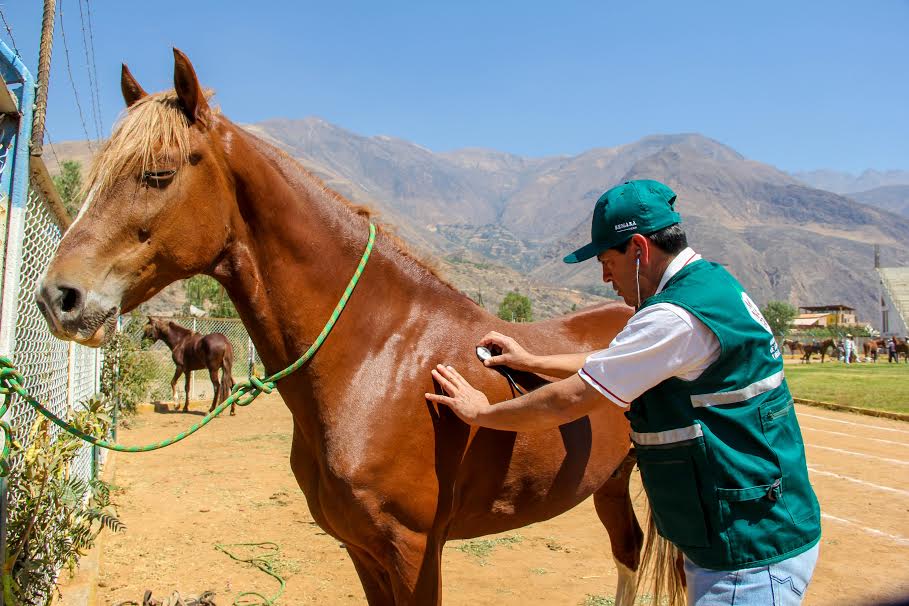 Realizan control sanitario en caballos de paso que llegaron por aniversario de Caraz