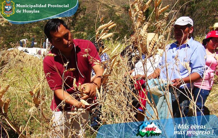 Huaylas: Realizan primera cosecha de chocho