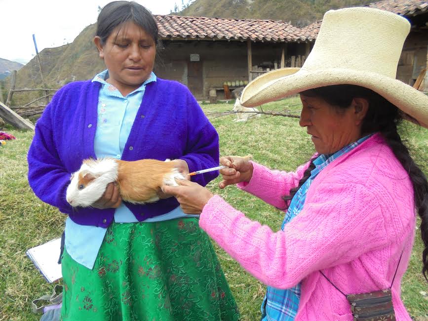 Productores de cuyes de Ancash, La Libertad y Lambayeque realizan taller macrorregional