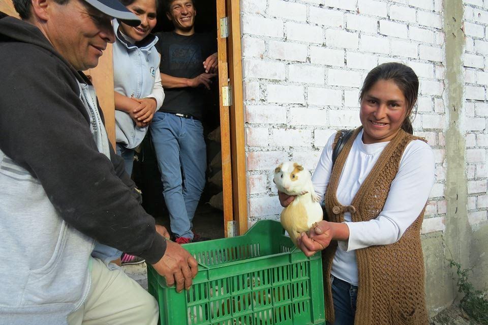 Sineace oficializó norma de competencia para criadores de cuyes en 6 regiones del país
