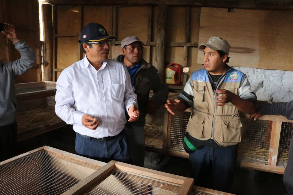 Municipio de Independencia impulsa emprendimientos en la crianza de cuyes