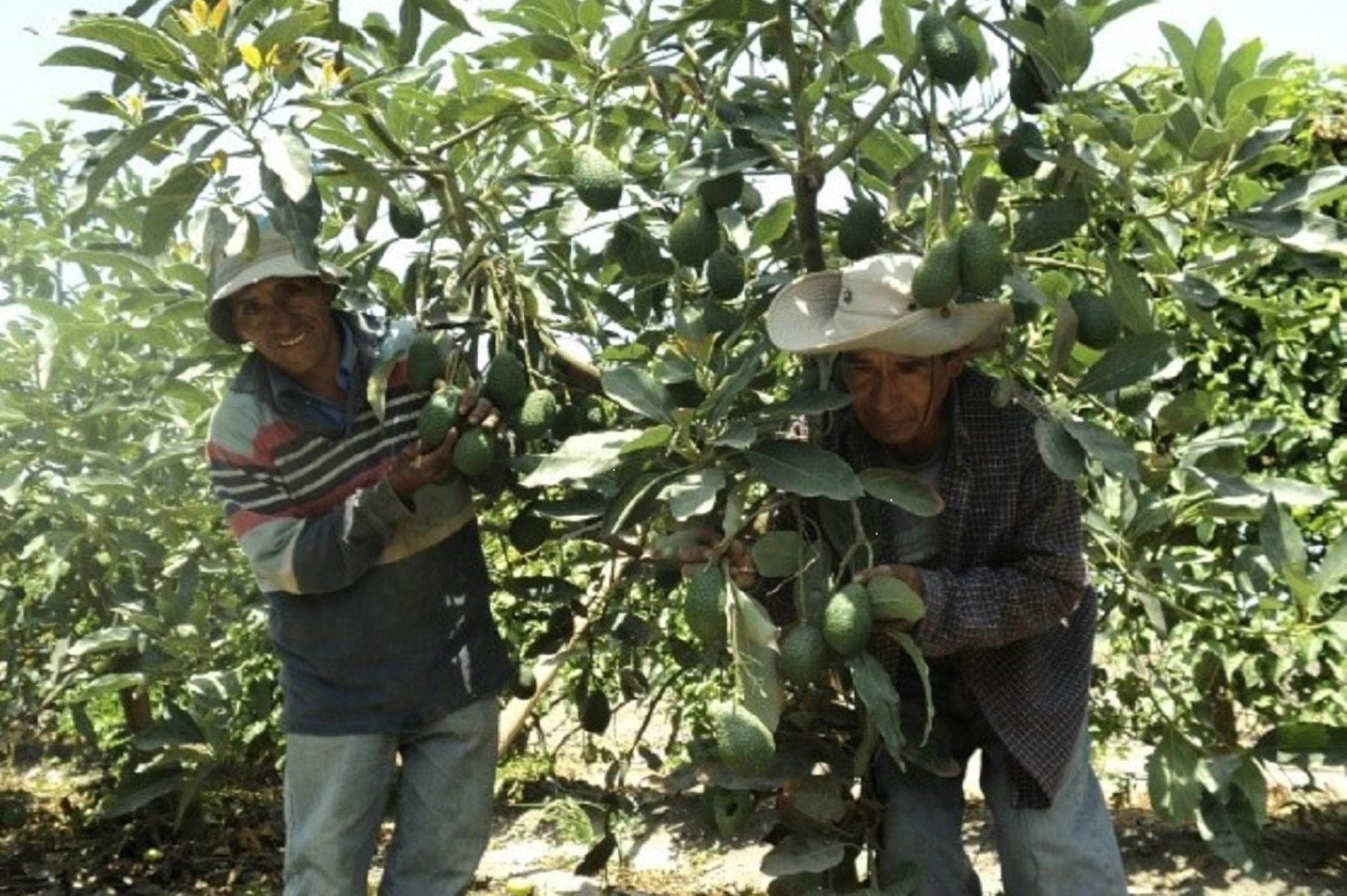 Exportación de palta logró cifra récord cercana a US$ 800 millones en 2018
