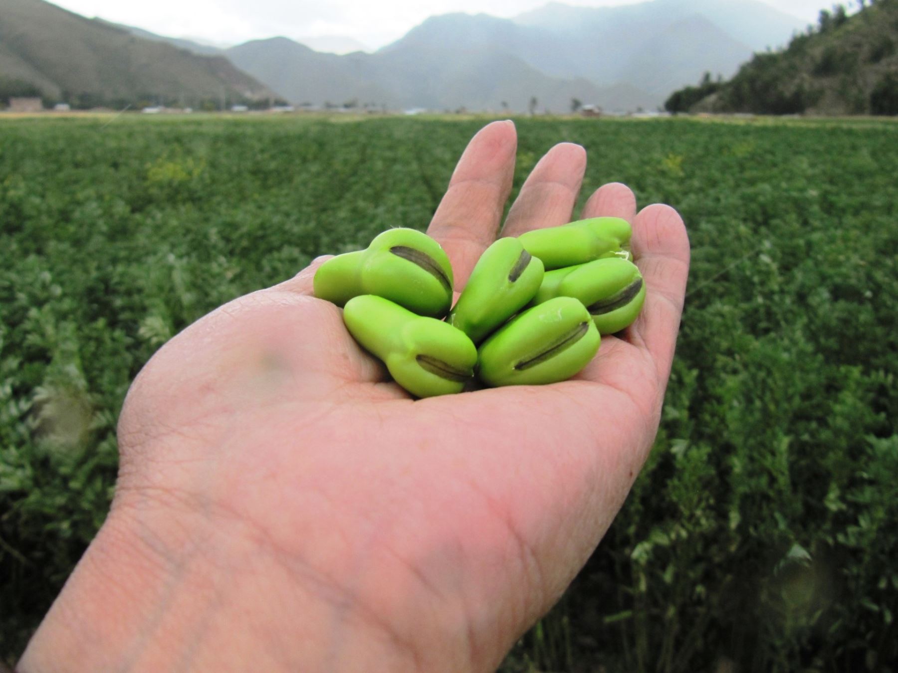 Perú será anfitrión del Día Mundial de las Legumbres 2025 celebrada por FAO