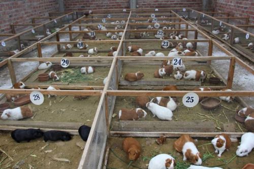 Conoce el potencial del mercado mundial para la carne de cuy peruano