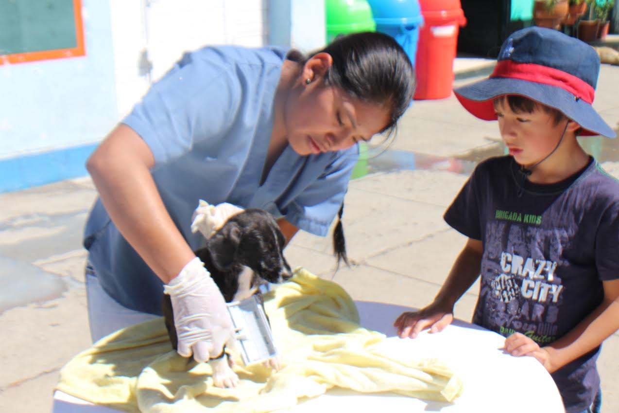  Huaraz: Con éxito realizan desparasitación y registro de canes