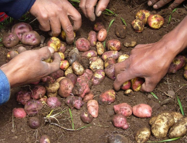 Perú trabaja en un mejor aprovechamiento de la papa