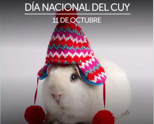 DÍa Nacional del Cuy: EE.UU. es el primer destino de exportaciones de su carne