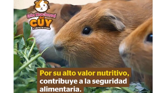 Día Nacional del Cuy: superalimento seduce más paladares por su sabrosa y nutritiva carne