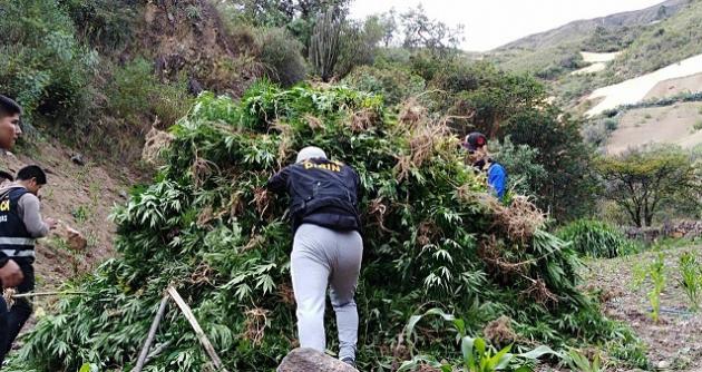 Policías de Áncash incineraron 31 mil 282 plantones de marihuana en terrenos cerca al Marañón
