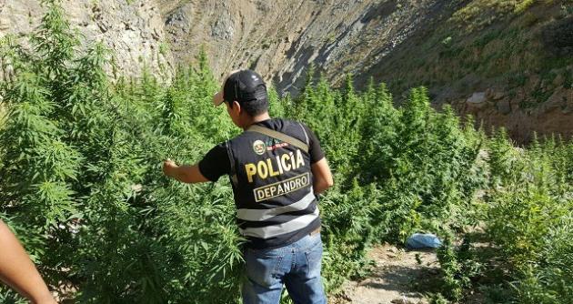 Huarmey: incineran más de 12 mil plantones de marihuana cultivadas con riego tecnificado