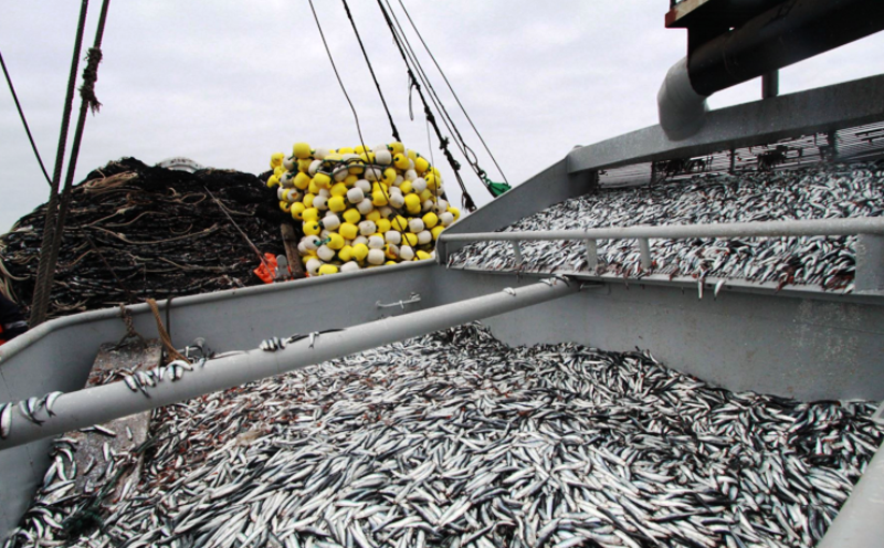 Sectores primarios crecieron por impulso de la pesca y minería