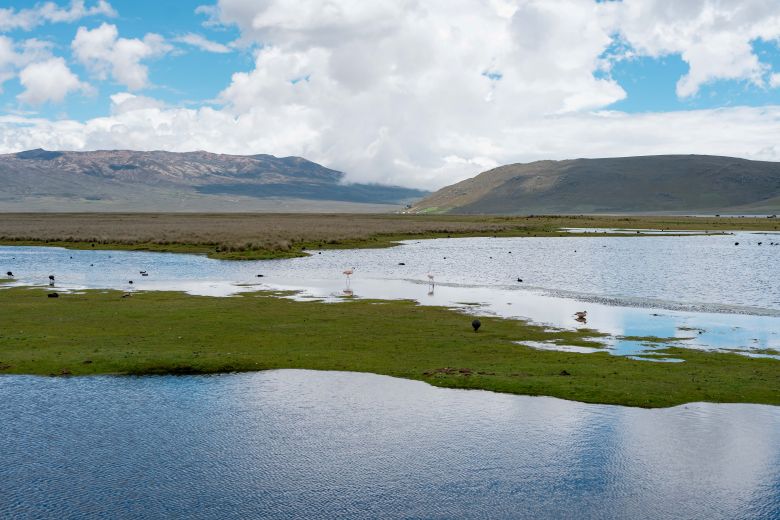 Serfor retiró alrededor de tres toneladas de basura en humedales de Conococha
