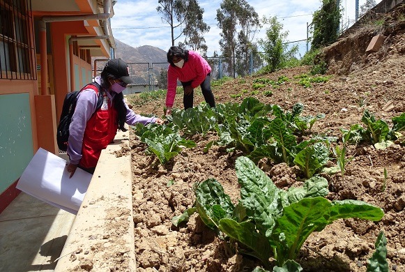 Áncash: implementan huertos escolares para complementar desayunos de Qali Warma  