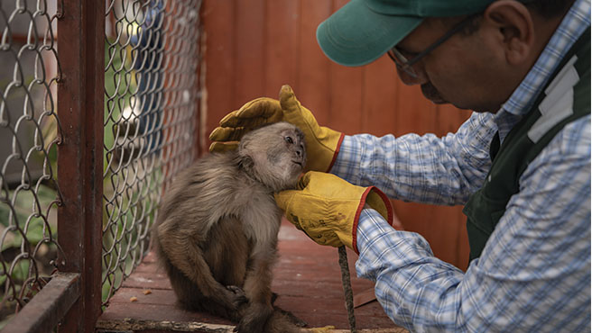 Áncash: SERFOR y Policía Nacional rescatan mono machín blanco en condiciones de maltrato en Yungay