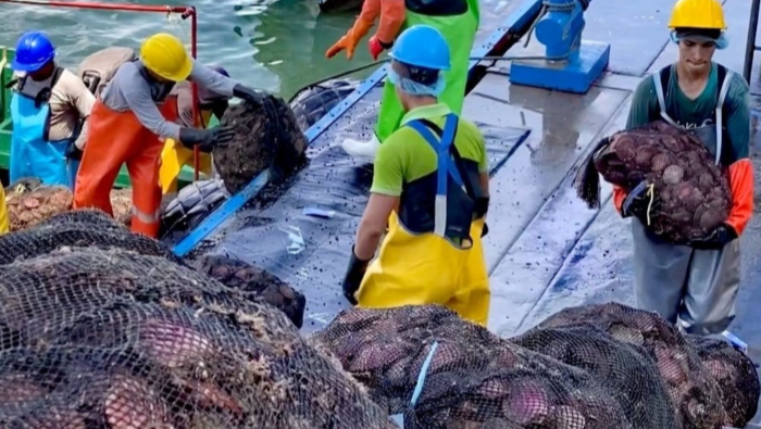 Áncash: entregan 70 millares de semilla de concha de abanico 