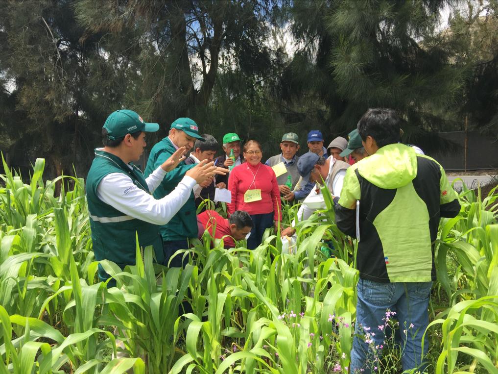 Áncash: entrenan a facilitadores en escuelas de campo para beneficio de la agricultura familiar