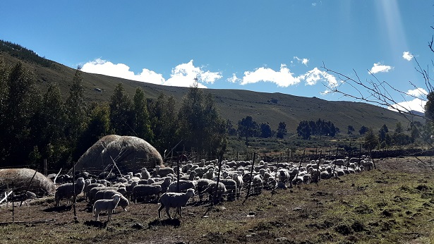 Áncash:investigadores identifican especies de pastos nativos tolerantes a las heladas