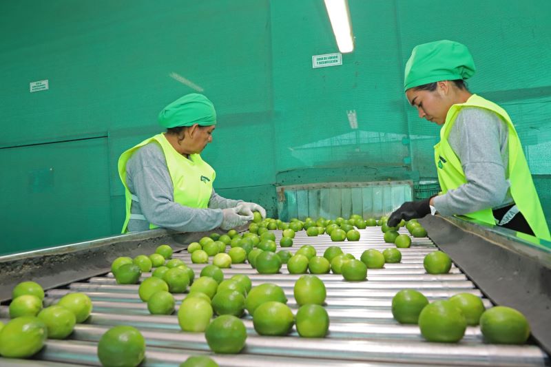 Exportación peruana de cítricos crece 50% en periodo enero-mayo 2025          