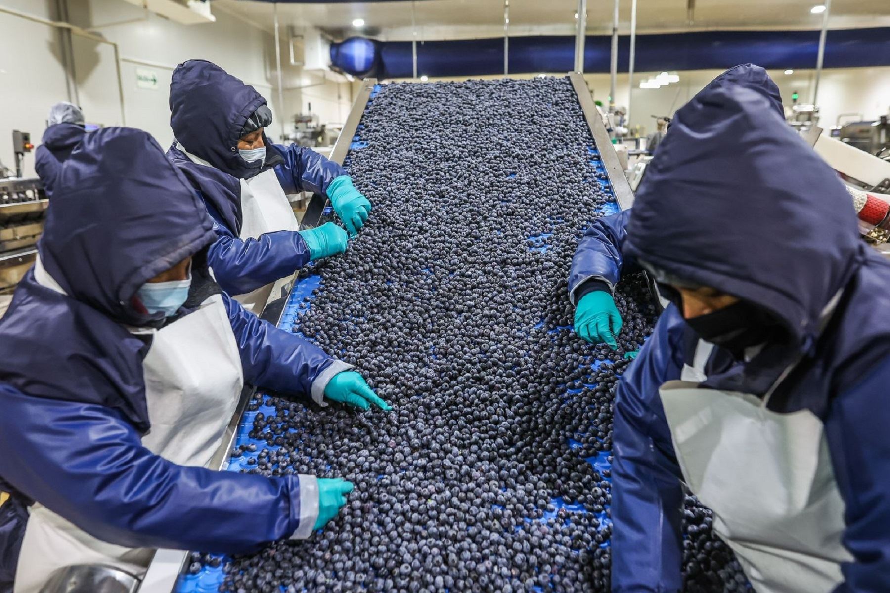 Agroexportaciones: estos son los productos peruanos estrella en el 2024 que superarán los US$ 73,000 millones