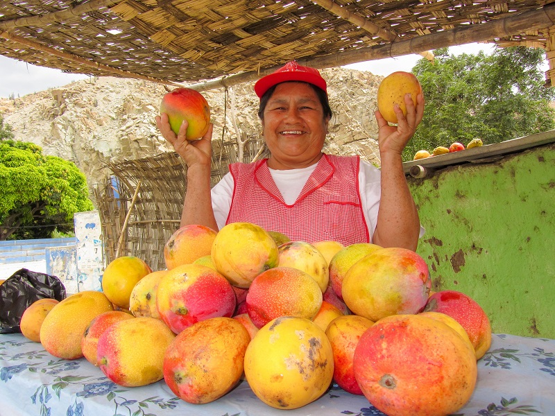 Mantendrán exportaciones de mango desde Áncash a Europa