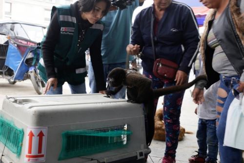 Serfor exhorta a ciudadanía no considerar animales silvestres como regalo navideño